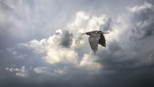Low Angle View Of Bird Flying Against Cloudy Sky