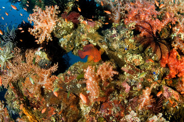 Wall Mural - Anthiases swimming around soft corals in Liberty Wreck, Bali Indonesia.