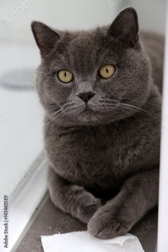 Chartreux Kartäuser Katzen Züchter Klaus Löbel Mystere