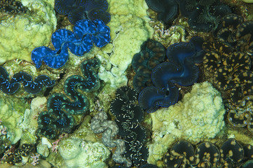 Wall Mural - Giant clams, Tridacna maxima, in inner lagoon of Kingman Reef.