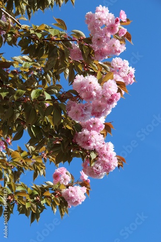 Plantes Fleurs Arbres Jardin Printemps Avril Buy