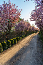 Beautiful Rural Road Surrounded By Trees In Bloom