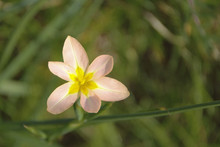 Delicate Pink And Yellow Wild Flower, Pale Elegant Brodiae