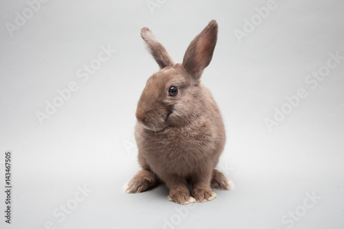 Plakat Jeden uroczy mały królik na solidnym tle patrząc ciekawie w aparacie