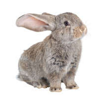 The Flemish Giant Is A Breed Of Domestic Rabbit On White Background. A Series Of Images