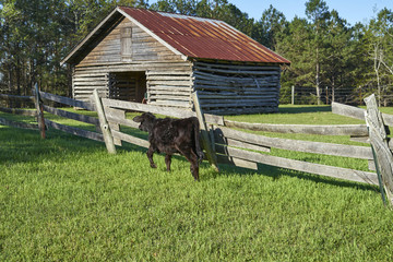 A young calf scampers down the old fence line.