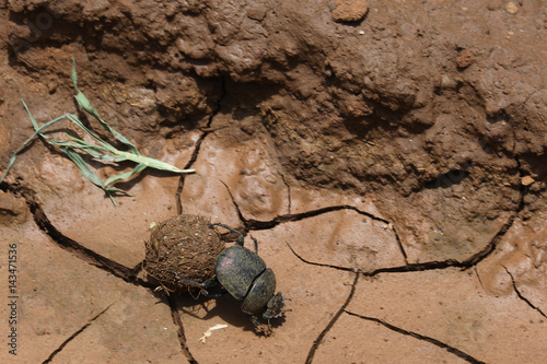 Dung beetle rolling ball, Lake Manyara, Tanzania Poster