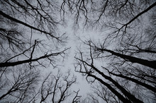 Tree Tops Without Leaves Against The Gray Sky Background