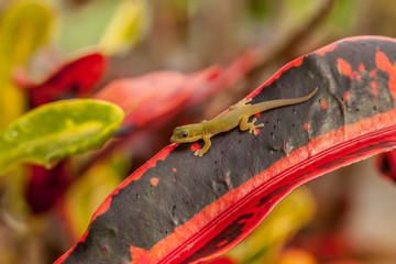 Wall Mural - Baby Day Gecko on Bromeliad plant in Hawaii