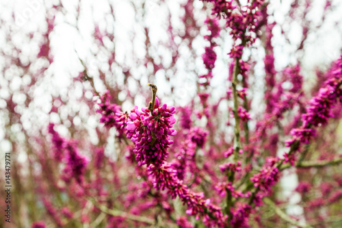 Fotografie, Obraz European Cercis Siliquastrum or Judas Tree Pink Blossoms and buds on trunk
