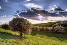 Blooming Wild Plum Tree In The Countryside During The Sunset, Landscape Of Farmland In Springtime. Sun Rays Penetrate Through Dramatic Clouds. 