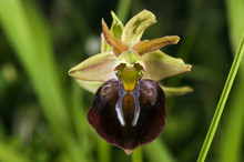 Wild Orchid Ophrys Mammosa Mugla Turkey