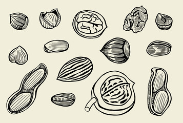 hand drawn nuts set