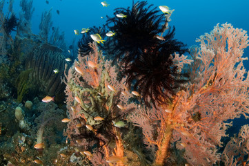 Wall Mural - Reef scenic, Bali Indonesia.