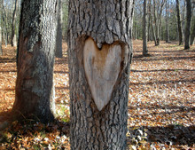 Heart Carved On Oak Tree In Autumn Woods