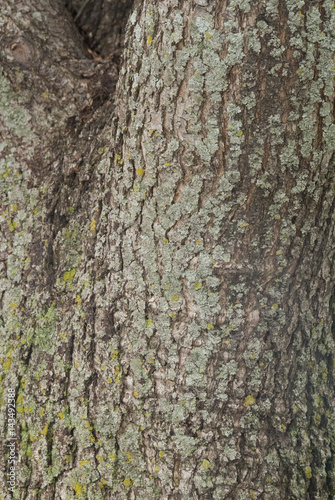 Blooming Crab Apple Tree trunk