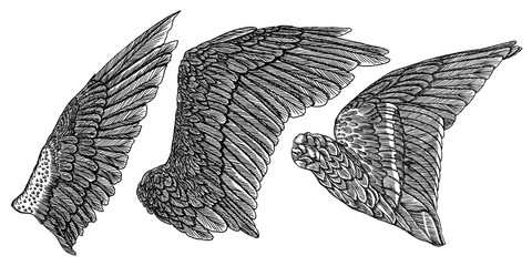 Wall Mural - Wings set. Hand drawn detailed bird wings collection. Vector.