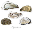 Fresh opened oyster on white
