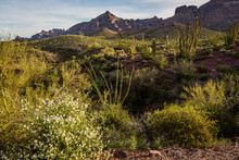 The Morning Dawns Over The Sonoran Desert In Organ Pipe National Monument.