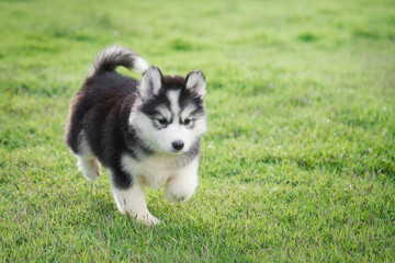 Poster - Cute siberian husky puppy on grass