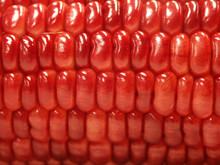 Bright Red Corn