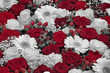 © PixlMakr - Black and white red roses