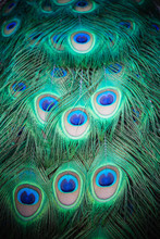 Closeup Of Beautiful Peacock Feathered Tail.