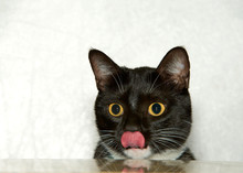 Portrait Of One Tuxedo Cat Sitting Peaking Over A Counter Top Licking Face In Anticipation Of Food. A Tuxedo Cat, Or Felix Cat In The UK, Is A Bicolor Cat With A White And Black Coat