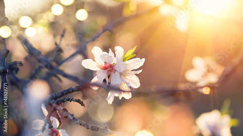Spring blossom background. Beautiful nature scene with blooming almond tree