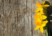 Yellow Daffodil Flowers On Wooden Background