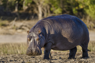 common hippopotamus or hippo (hippopotamus amphibius). botswana