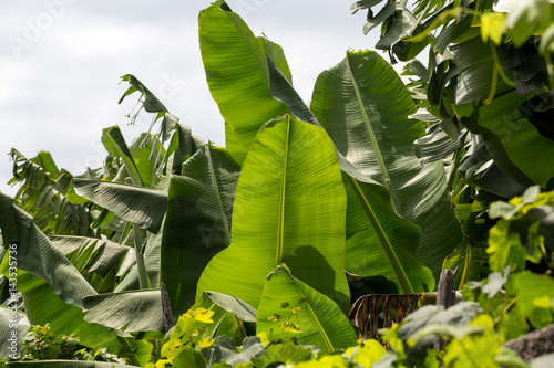 Obraz na plátne Banana green leaf backlit sun in garden