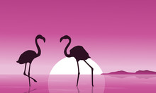 Collection Of Flamingo At Sunset Scenery