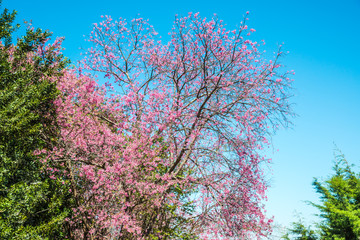 Poster - Cherry blossom trees with blue sky