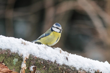 Wall Mural - Eurasian blue tit (Cyanistes caeruleus)