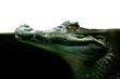 crocodile alligator close up