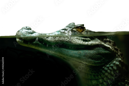 Zdjęcie XXL krokodyl aligator z bliska