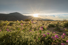 Sand Verbena In The Colorado Desert With The Sun Rising Over The Mountains.