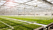 Greenhouse with cultivation