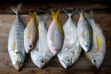 Wall Mural - mix colorful fresh fishes.