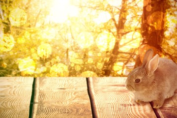 Sticker - Composite image of close-up of brown easter bunny