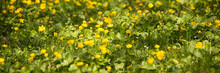 A Lot Of Yellow Spring Flowers/background