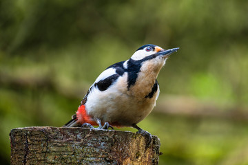 Wall Mural - great spotted Woodpecker