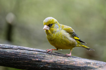 European greenfinch