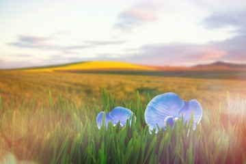 Canvas Print - Composite image of grass growing outdoors