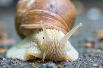 face 2 face with snail