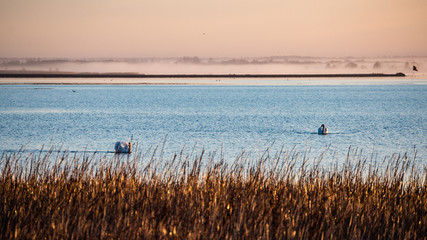 Wall Mural - birds nesting in lake in sunrise