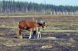 © butus - Коричневая лошадь и жеребёнок на лугу
