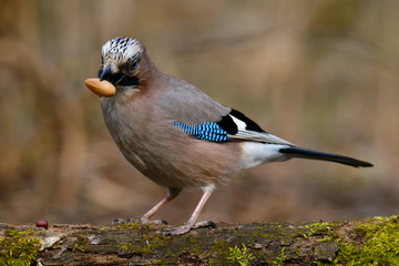 Jay sits in the tree with grass with an acorn in its beak and a green background