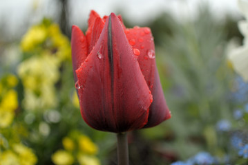 Spring Flowers After The Rain